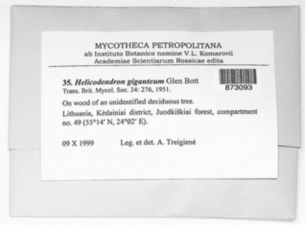 Mollisia gigantea image